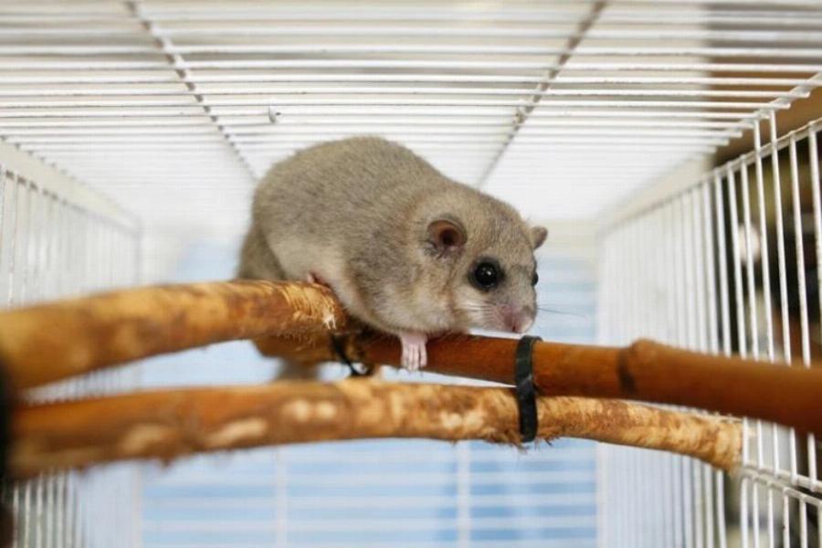 Οι γάτες πέφτουν σε χειμερία νάρκη; Πληροφορίες για τις συνήθειες ύπνου