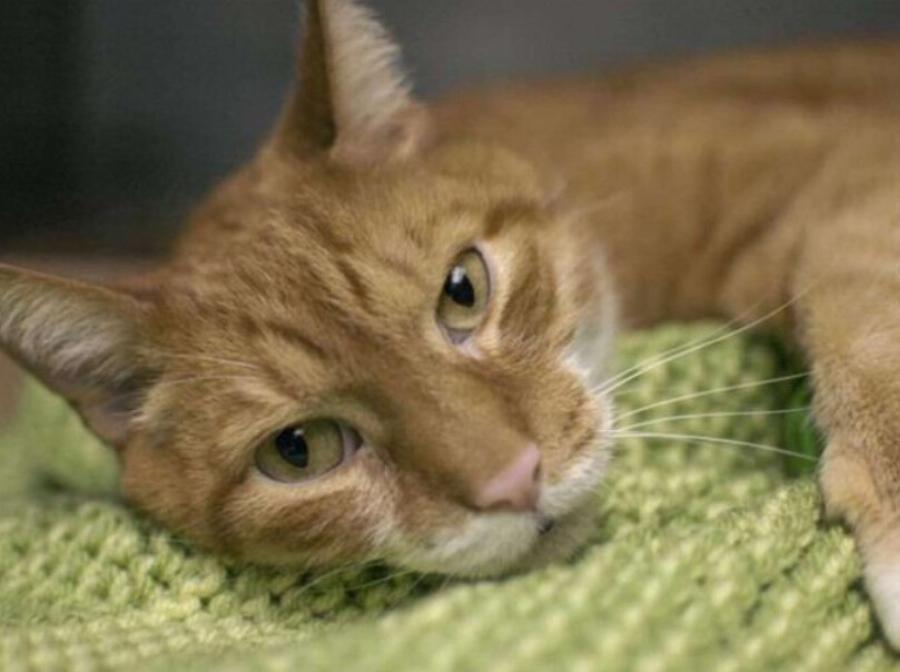 Απίστευτο και όμως αληθινό: Γάτα παθαίνει κατάθλιψη όταν ο ιδιοκτήτης του τον εγκατέλειψε για τον πιο εξωφρενικό λόγο