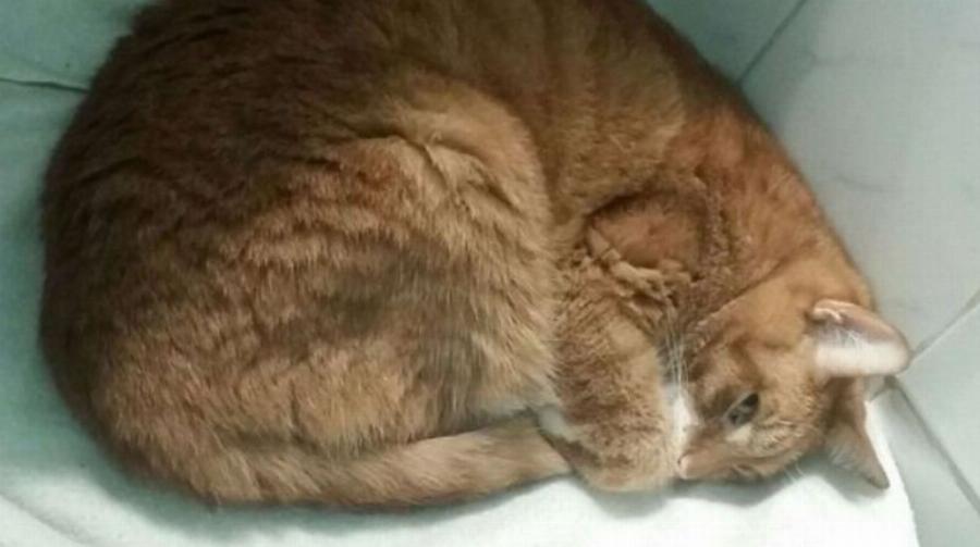 Απίστευτο και όμως αληθινό: Γάτα παθαίνει κατάθλιψη όταν ο ιδιοκτήτης του τον εγκατέλειψε για τον πιο εξωφρενικό λόγο