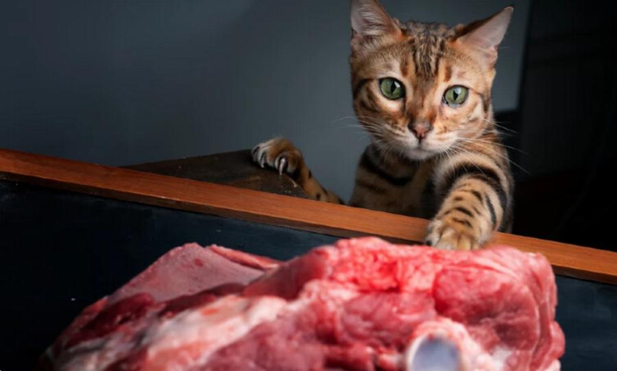 Μπορούν οι γάτες να φάνε αρνί; Πληροφορίες & Συχνές Ερωτήσεις που έχουν αξιολογηθεί από κτηνίατρο