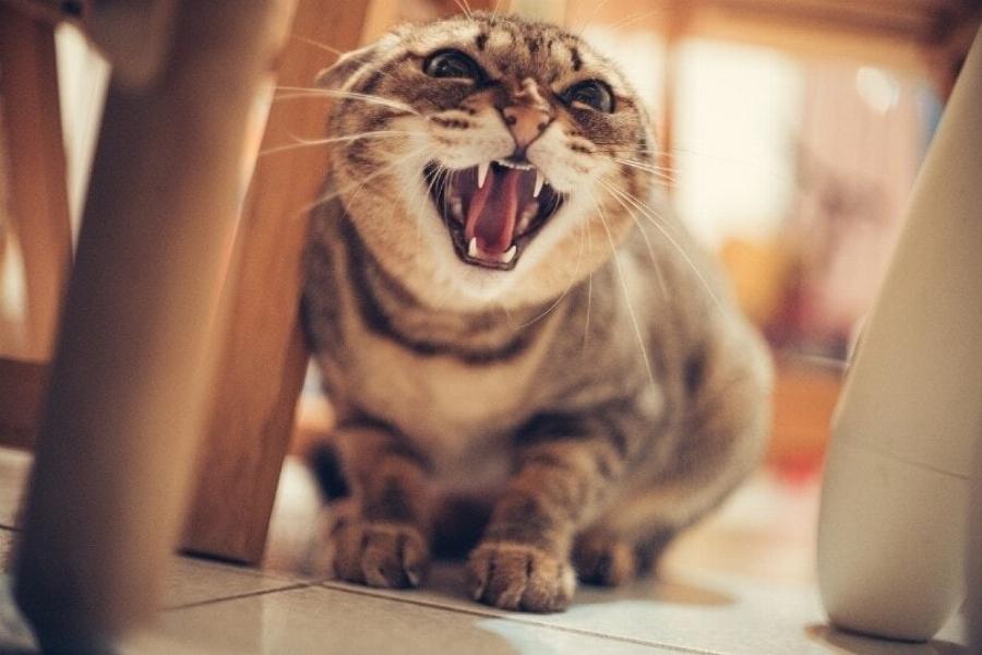 Γιατί η ηλικιωμένη γάτα μου χάνει βάρος; 12 πιθανές αιτίες σύμφωνα με έναν κτηνίατρο