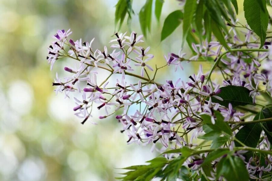 Είναι οι πασχαλιές δηλητηριώδεις για τις γάτες; Εγκεκριμένα από τον κτηνίατρο στοιχεία για να κρατήσετε τη γάτα σας ασφαλή
