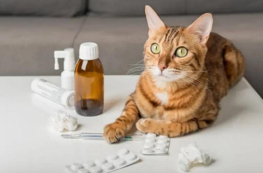 Αυτά είναι τα 10 οικιακά αντικείμενα που είναι τοξικά για τις γάτες