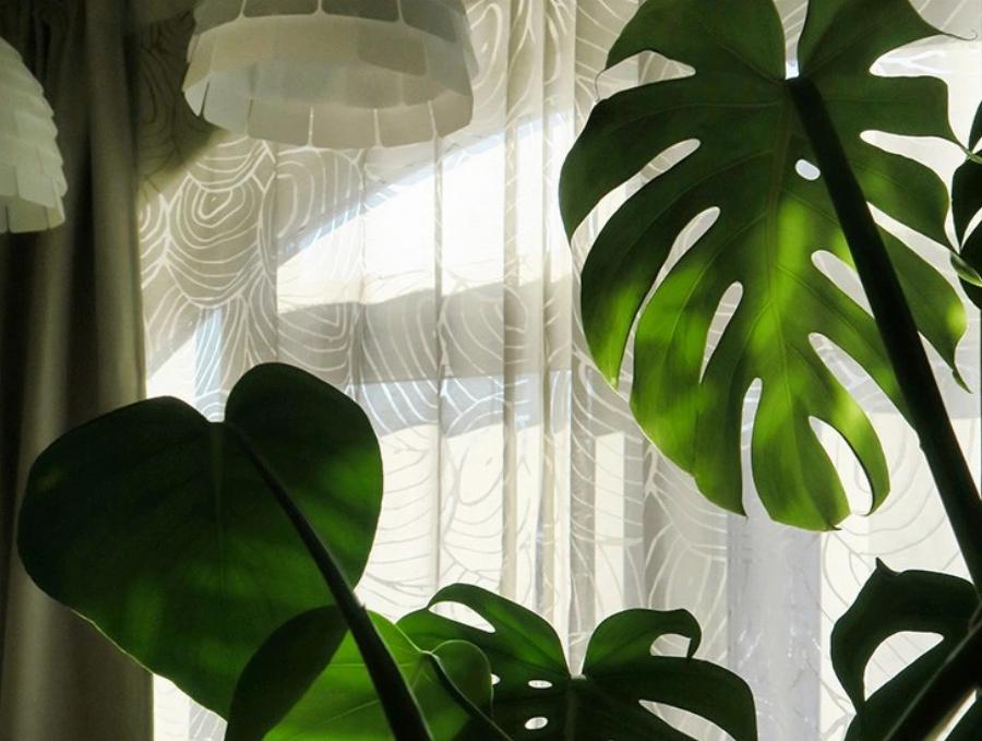 Γάτες και δηλητηριώδη λουλούδια και φυτά: Πλήρης οδηγός- Ποια είναι επικίνδυνα