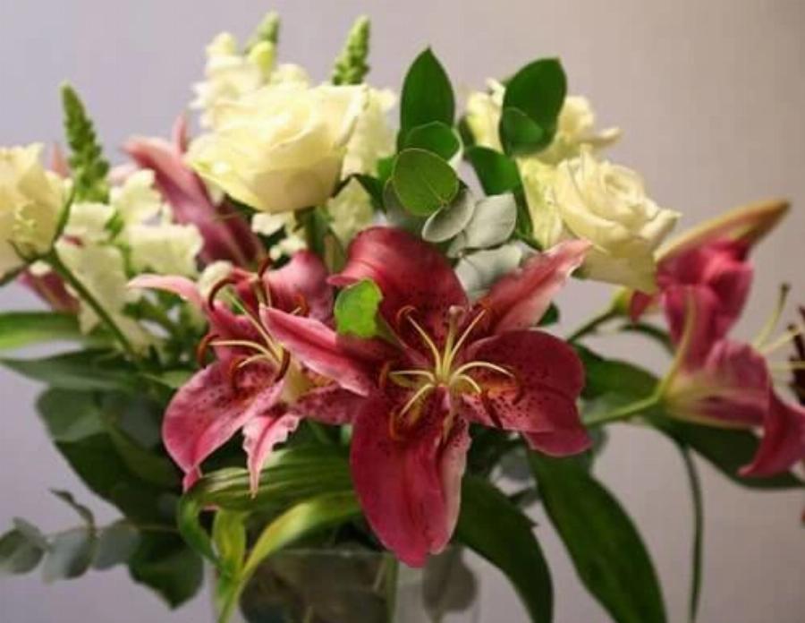 Γάτες και δηλητηριώδη λουλούδια και φυτά: Πλήρης οδηγός- Ποια είναι επικίνδυνα