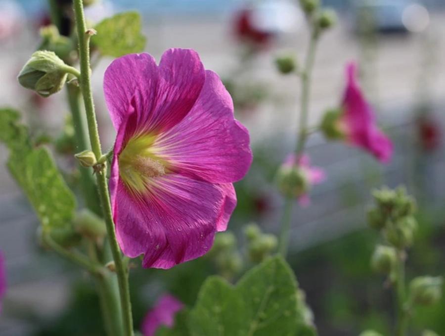 Γάτες και δηλητηριώδη λουλούδια και φυτά: Πλήρης οδηγός- Ποια είναι επικίνδυνα