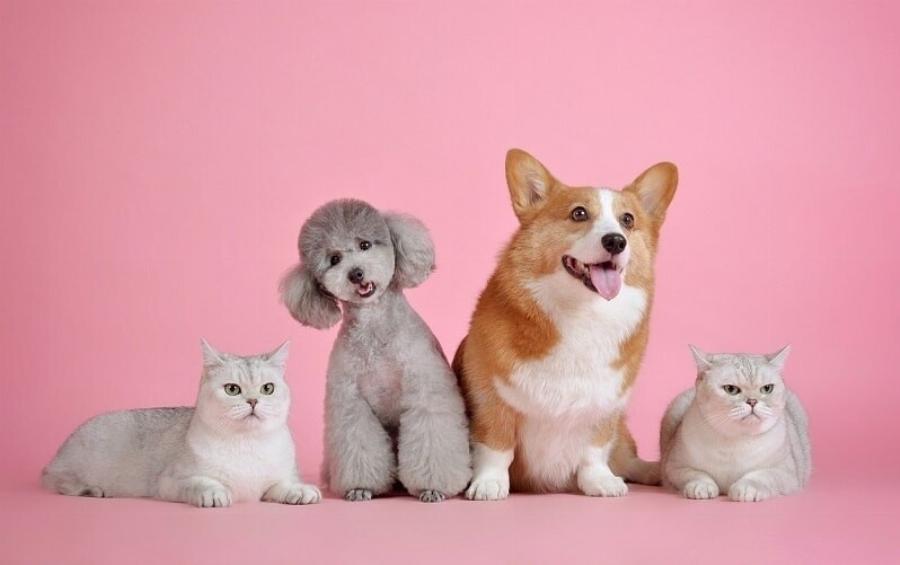 Υπάρχουν περισσότερες γάτες ή σκύλοι στον πλανήτη μας; Η εκπληκτική απάντηση!