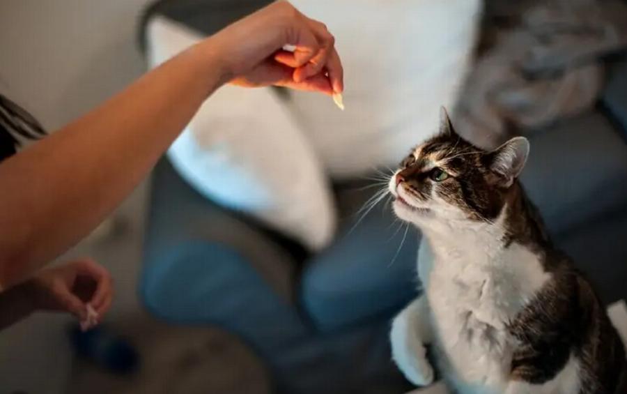 Μπορούν οι γάτες να φάνε ζαμπόν; Οδηγός υγείας και ασφάλειας από κτηνίατρο