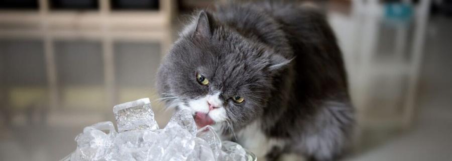 Γιατί στις γάτες αρέσουν τα παγάκια; Αυτοί είναι οι 4 πιθανοί λόγοι