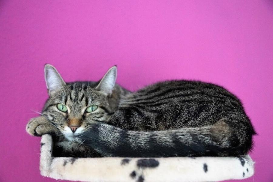 Μπορεί μια γάτα να πεθάνει από το στρες; Κίνδυνοι για την υγεία και πώς να βοηθήσετε