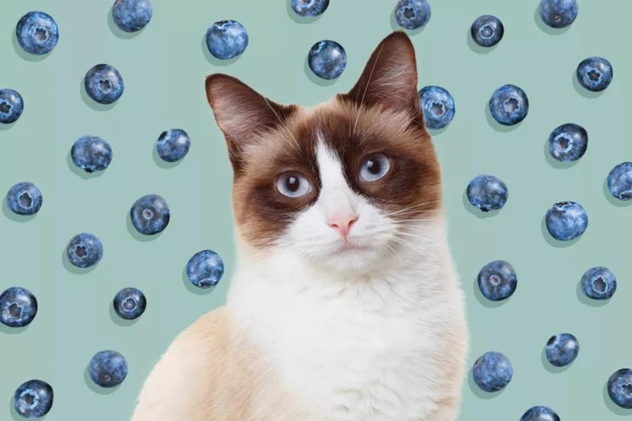 Διατροφή γάτας: Μπορούν οι γάτες να φάνε βατόμουρα; – Τι να προσέχετε