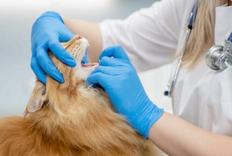 Σύνδρομο των βραχυκεφαλικών φυλών στις γάτες: Αιτίες, Συμπτώματα & Φροντίδα