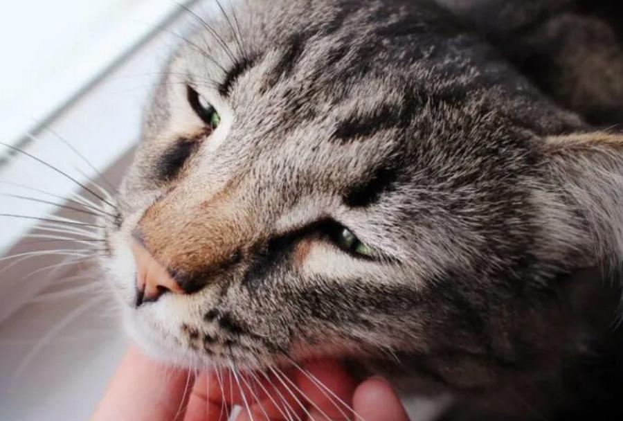 Σύνδρομο των βραχυκεφαλικών φυλών στις γάτες: Αιτίες, Συμπτώματα & Φροντίδα