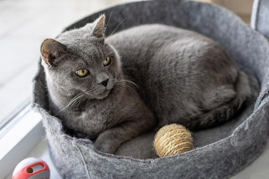 Πώς μπορώ να σταματήσω τη γάτα μου από το να με ξυπνάει; 8 χρήσιμες συμβουλές