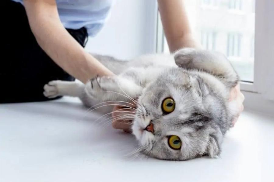 Καρκίνος του δέρματος στις γάτες: Αιτίες, ενδείξεις & φροντίδα – Χρήσιμες πληροφορίες