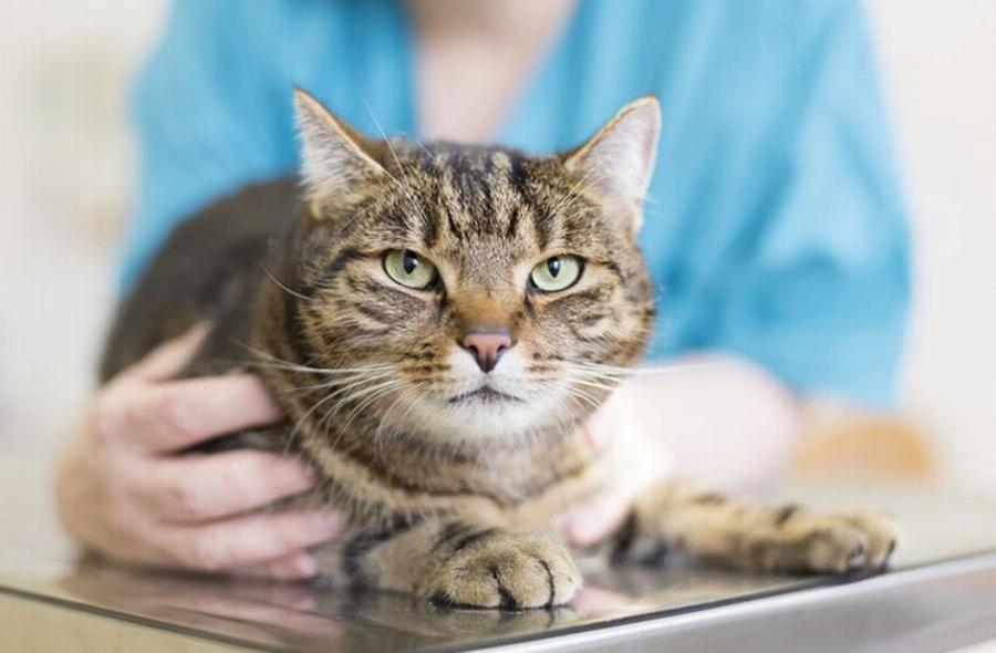 Καρκίνος του δέρματος στις γάτες: Αιτίες, ενδείξεις & φροντίδα – Χρήσιμες πληροφορίες