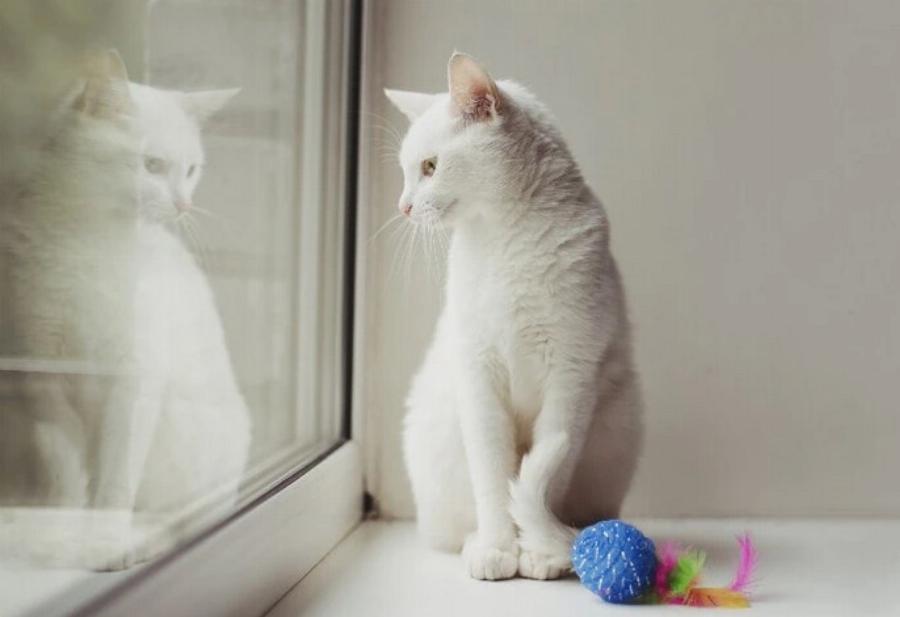 Καρκίνος του δέρματος στις γάτες: Αιτίες, ενδείξεις & φροντίδα – Χρήσιμες πληροφορίες