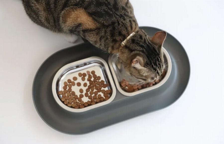 Μπορούν οι γάτες να φάνε μπισκότα; Χρήσιμες πληροφορίες από κτηνίατρο