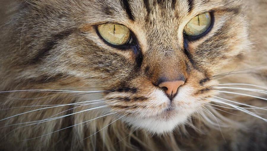 Γιατί τα μουστάκια της γάτας μου είναι τόσο μακριά; Οι 9 πιθανοί λόγοι