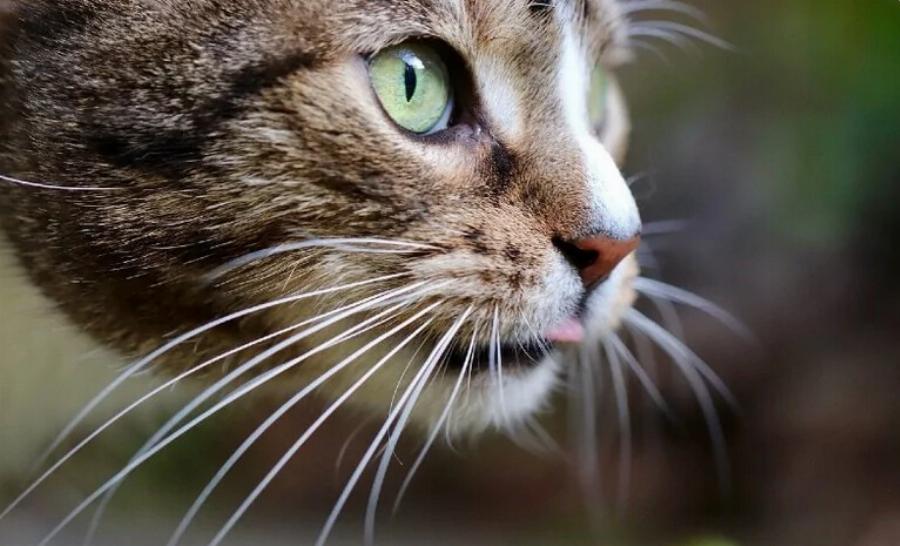 Γιατί τα μουστάκια της γάτας μου είναι τόσο μακριά; Οι 9 πιθανοί λόγοι