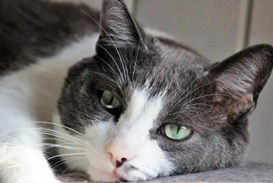 Πληγώνονται οι γάτες από τα συναισθήματά τους και πώς να το αποτρέψετε;