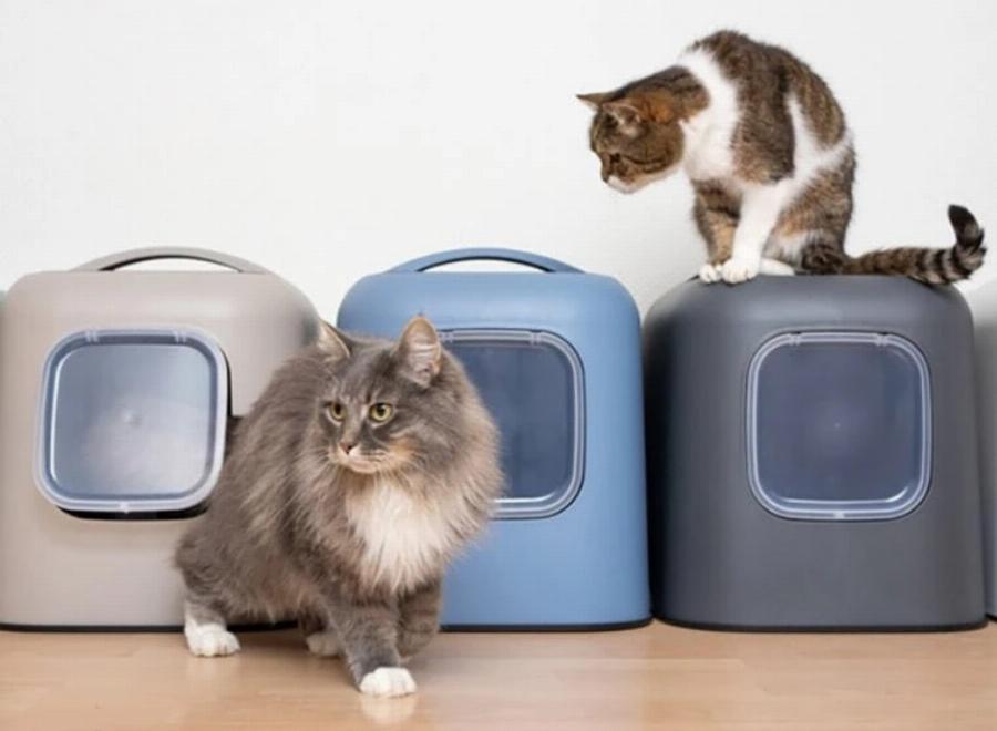 Πληγώνονται οι γάτες από τα συναισθήματά τους και πώς να το αποτρέψετε;