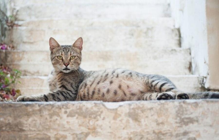 Πόσο σύντομα μπορεί μια γάτα να μείνει έγκυος μετά την γέννηση γατιών; Πληροφορίες & Πρόληψη