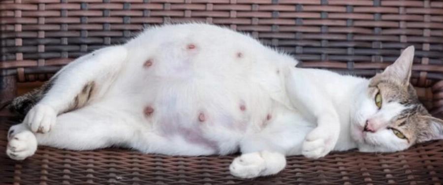 Πόσο σύντομα μπορεί μια γάτα να μείνει έγκυος μετά την γέννηση γατιών; Πληροφορίες & Πρόληψη