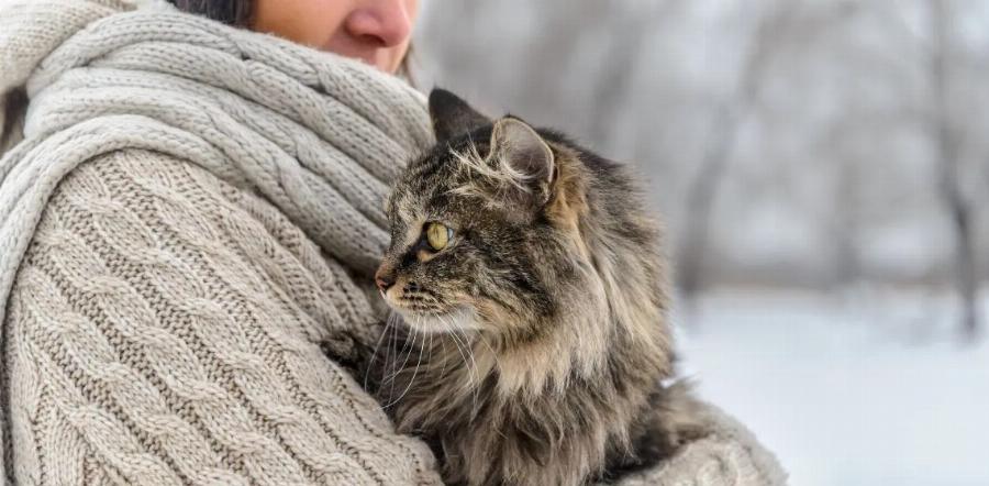 Ασφαλή ταξίδια με γάτα: Συμβουλές για την περίοδο των διακοπών από έναν κτηνίατρο