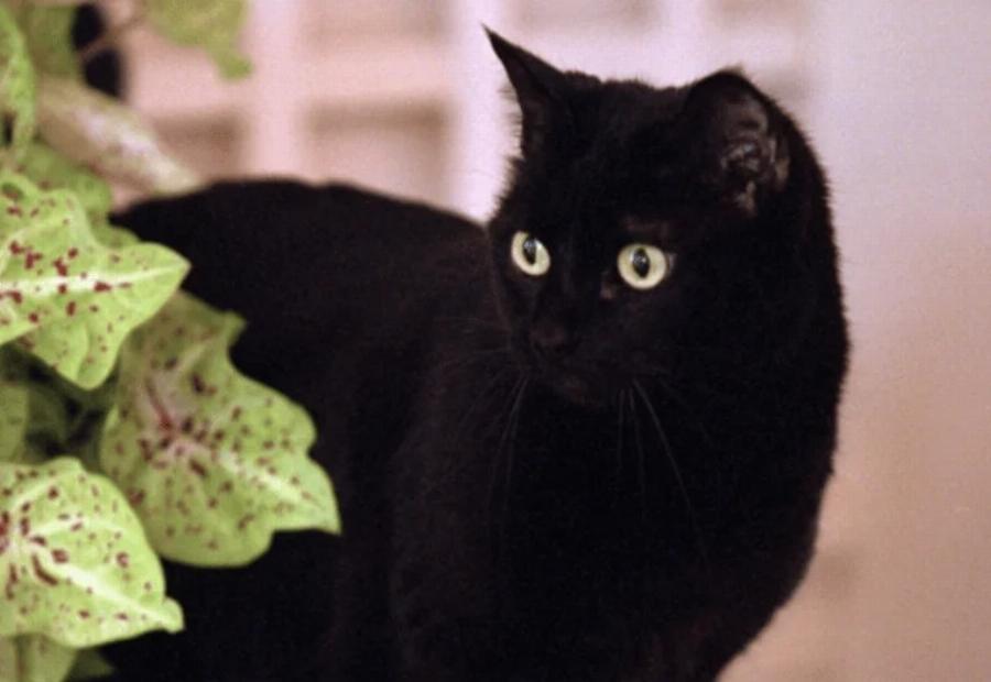 Ιστορία των γατών στον Λευκό Οίκο (1861-2024)