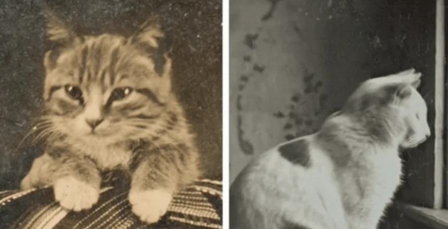 Ιστορία των γατών στον Λευκό Οίκο (1861-2024)