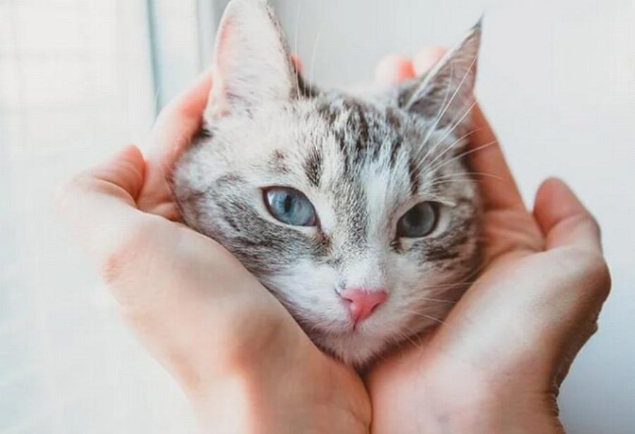 Ιστορία των γατών στον Λευκό Οίκο (1861-2024)