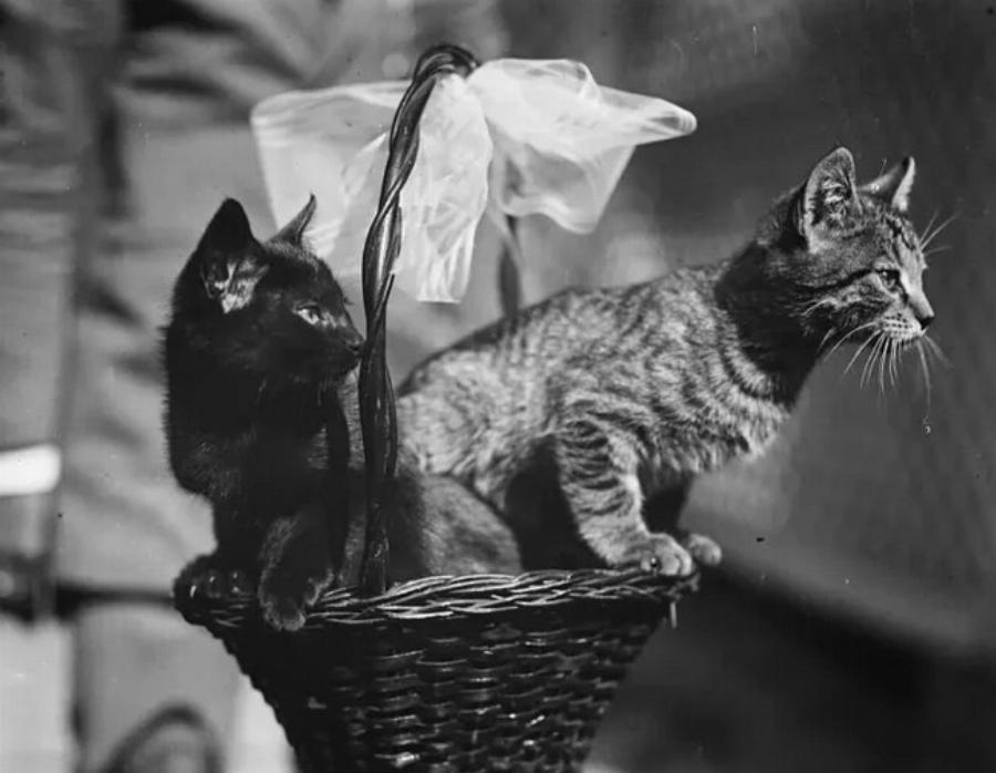 Ιστορία των γατών στον Λευκό Οίκο (1861-2024)