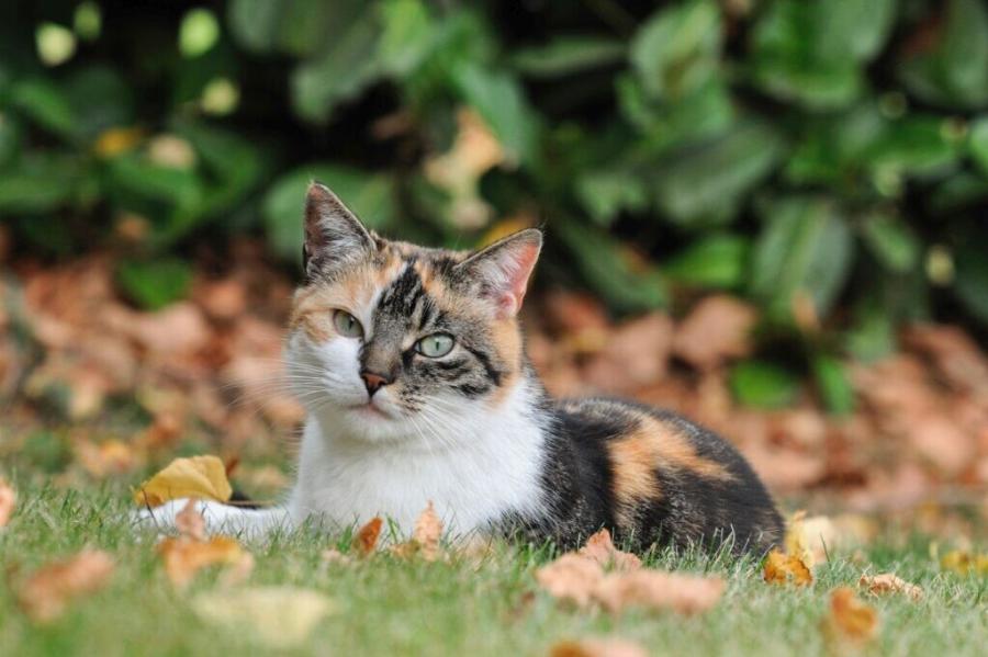 Ευρωπαϊκή κοντότριχη γάτα: Χαρακτηριστικά, φυλή, διατροφή – Όσα πρέπει να γνωρίζετε