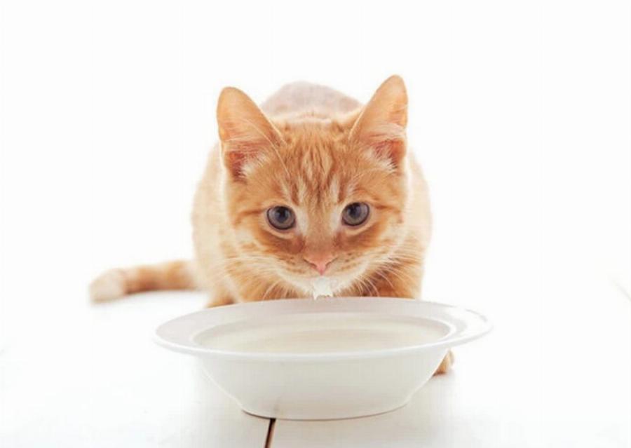 Γιατί στις γάτες αρέσει το γάλα; Αυτοί είναι οι 3 πιθανοί λόγοι