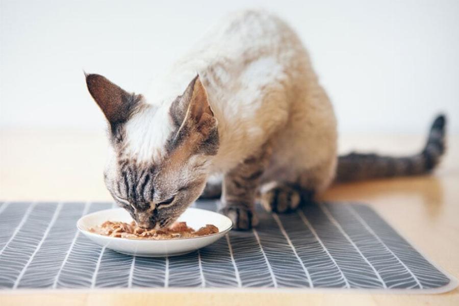 Μπορούν οι γάτες να φάνε καρύδια; Οδηγός υγείας και ασφάλειας που έχει αξιολογηθεί από κτηνίατρο