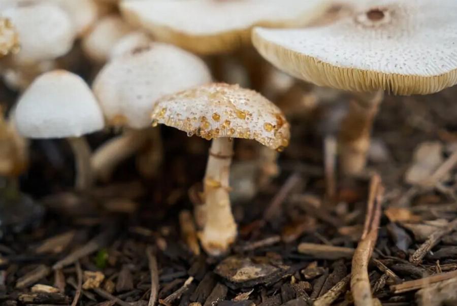 Μπορούν οι γάτες να φάνε μανιτάρια; Οδηγός υγείας εγκεκριμένος από κτηνίατρο