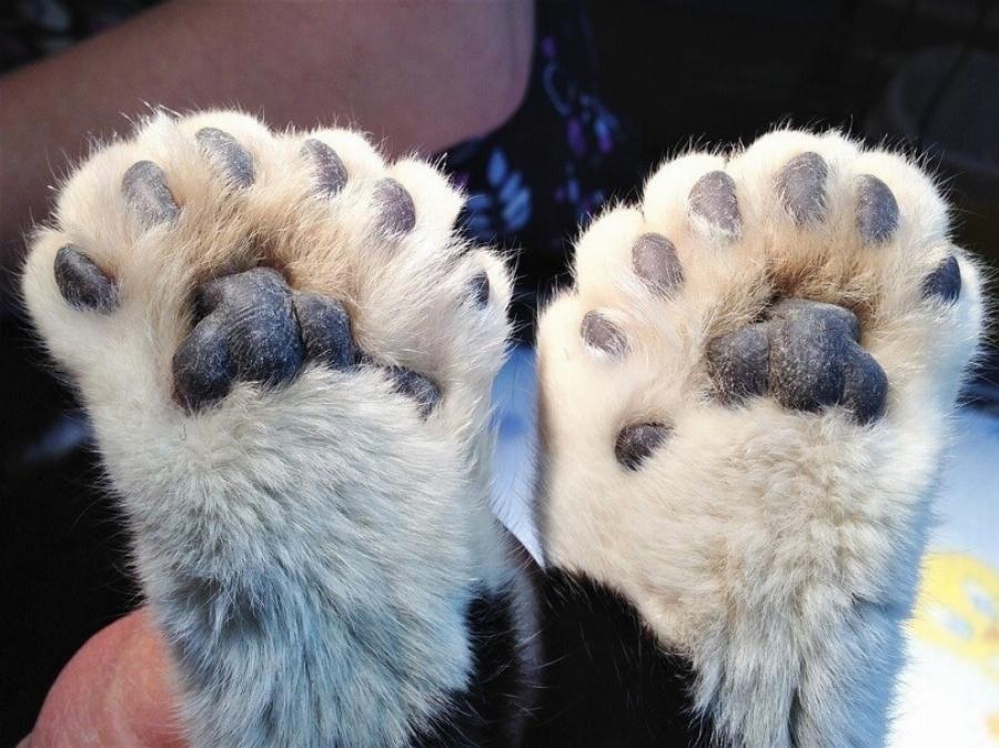 Έχουν όλες οι γάτες αντίχειρες; Πληροφορίες για την πολυδακτυλία