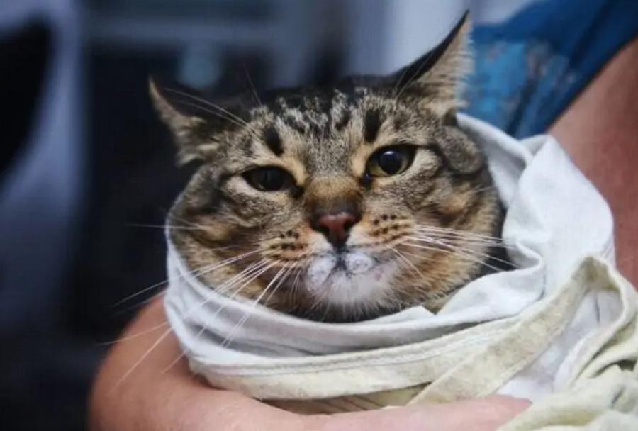 Μπορείτε να χρησιμοποιήσετε υπεροξείδιο του υδρογόνου σε γάτες; Συμβουλές εγκεκριμένες από κτηνίατρο