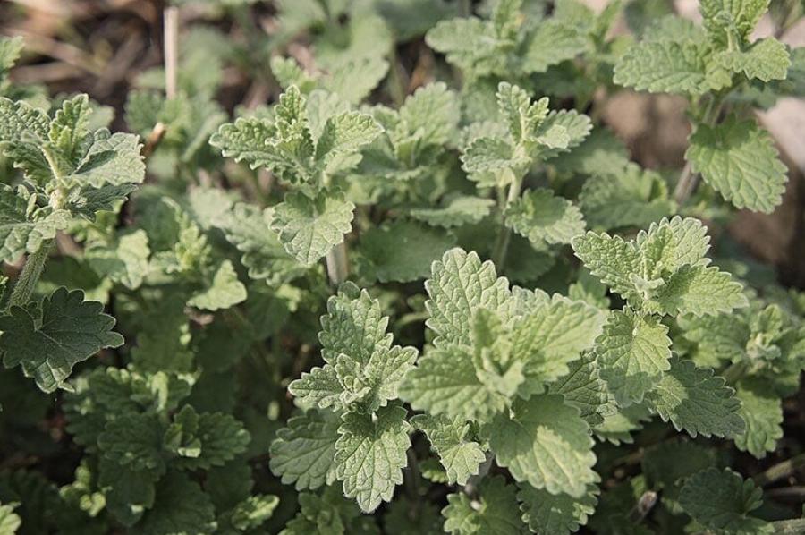 Μπορώ να δώσω στην έγκυο γάτα μου Catnip; Πληροφορίες που έχουν αξιολογηθεί από κτηνίατρο