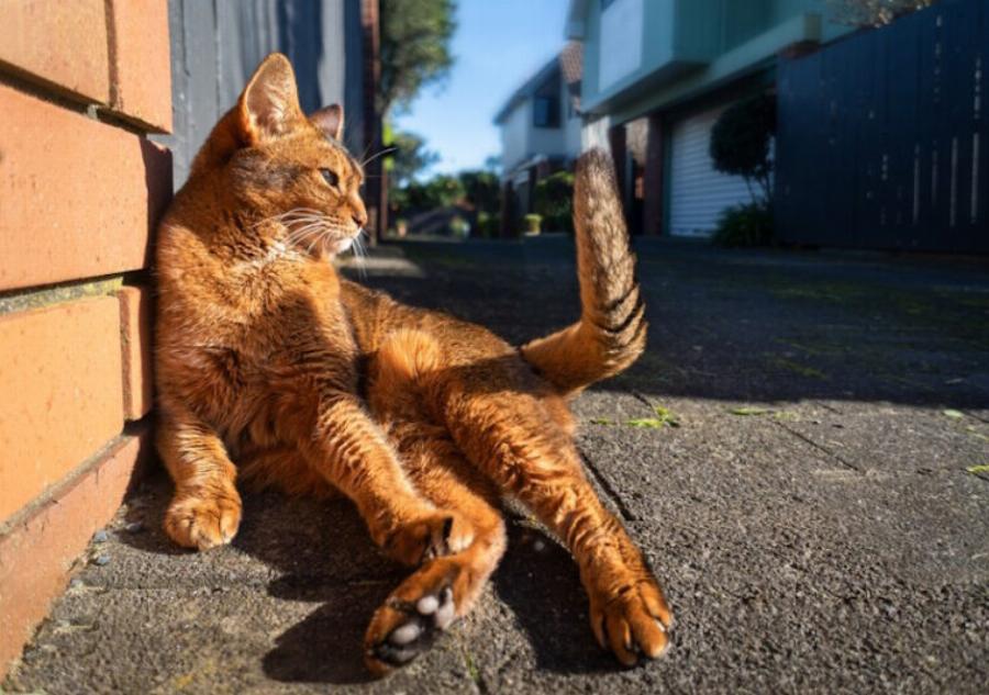Ουρά γάτας: Τι σας λέει η γάτα σας με την ουρά της;