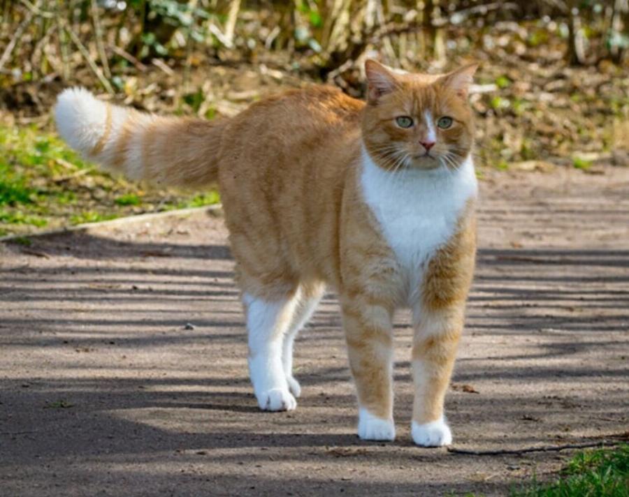 Ουρά γάτας: Τι σας λέει η γάτα σας με την ουρά της;