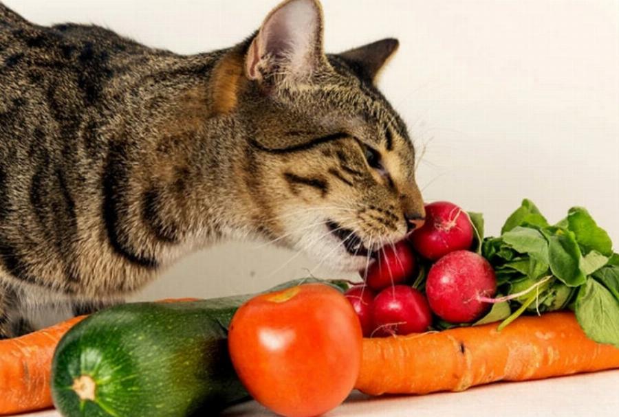 Ποια λαχανικά μπορούν να φάνε οι γάτες; Εγκεκριμένη από κτηνίατρο λίστα & στοιχεία