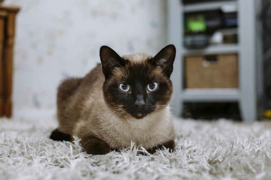 5 εντυπωσιακά και εύκολα κόλπα που μπορείτε να μάθετε στη γάτα σας!