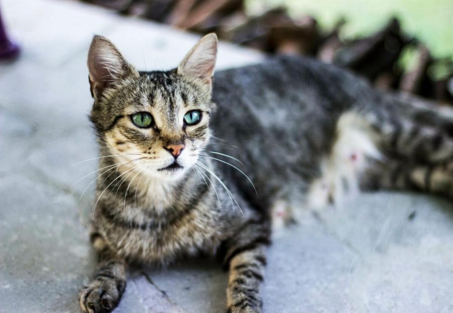 5 εντυπωσιακά και εύκολα κόλπα που μπορείτε να μάθετε στη γάτα σας!