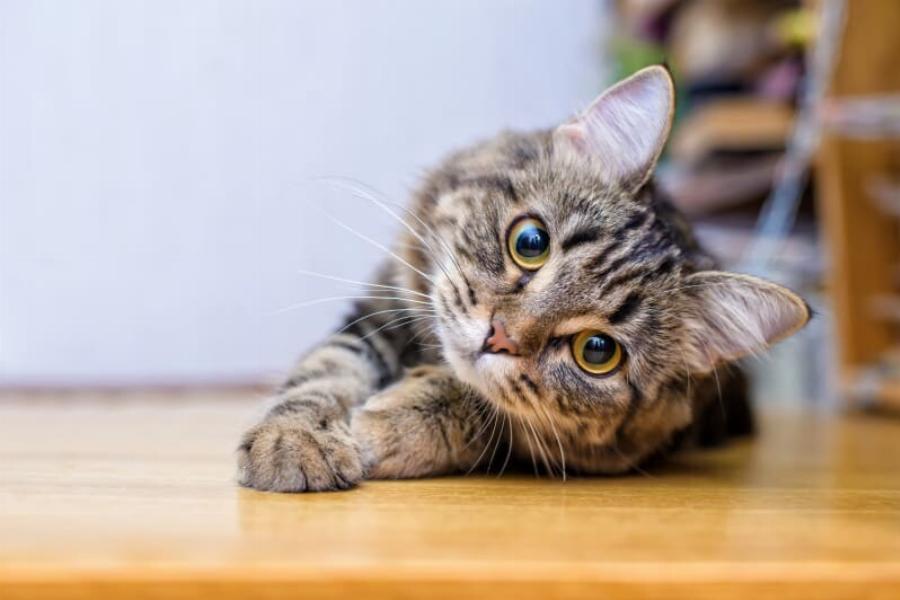 5 εντυπωσιακά και εύκολα κόλπα που μπορείτε να μάθετε στη γάτα σας!
