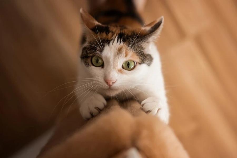 Εφηβεία γάτας: Τι να περιμένετε και πως να την αντιμετωπίσετε 