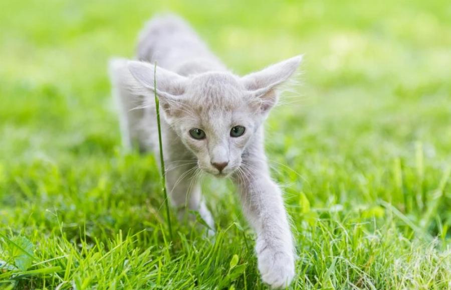 Εφηβεία γάτας: Τι να περιμένετε και πως να την αντιμετωπίσετε 