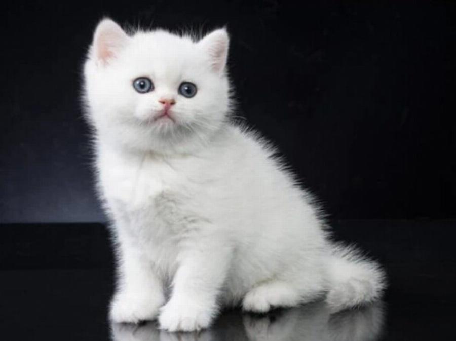 115+ ονόματα γατών από την ταινία Aristocats για αρσενικά και θηλυκά γατάκια