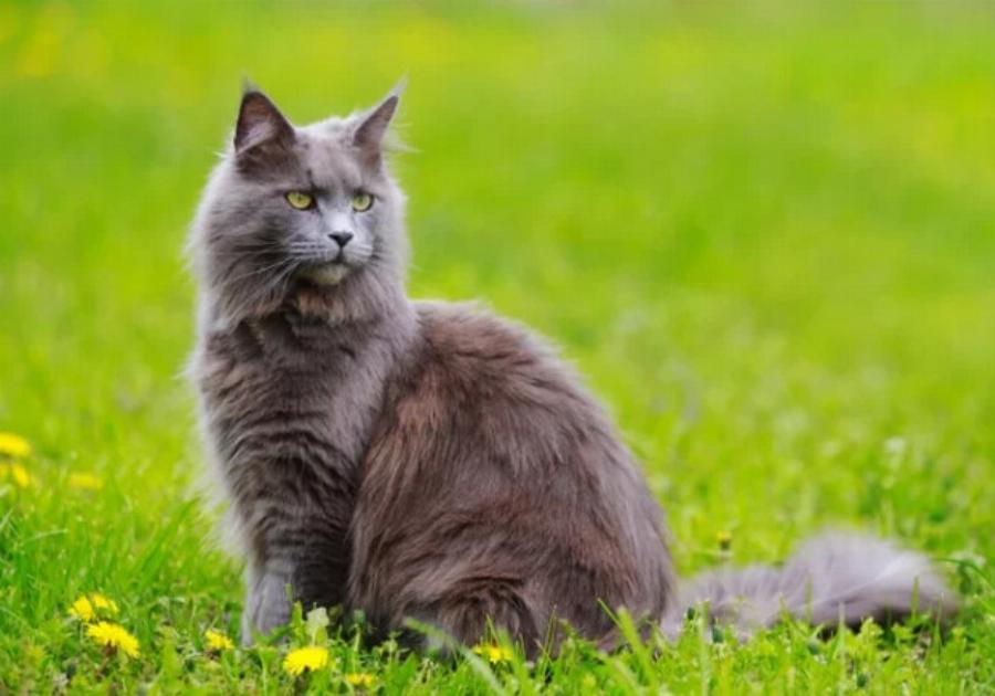 115+ ονόματα γατών από την ταινία Aristocats για αρσενικά και θηλυκά γατάκια